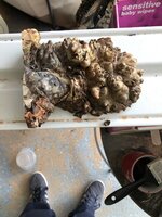 IMG_0542.jpeg