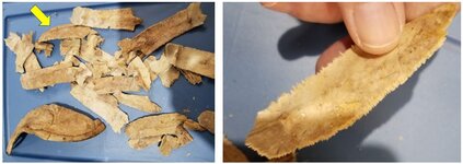 Turtle shell bone.JPG