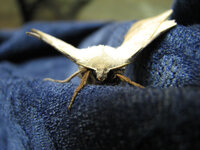 brown moth.jpg