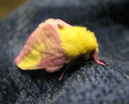 colored moth (1).jpg