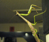 praying mantis (7).JPG
