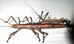 walking stick 008.jpg