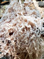 shavings06.jpg