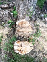 wood piece.jpg