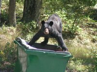 Blackbear022.jpg