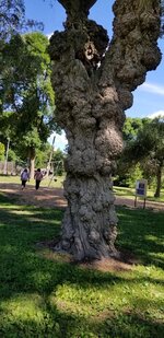 burls 3.jpg