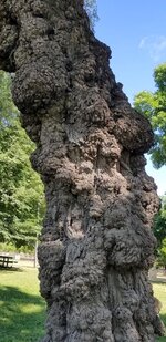 willow burl 2.jpg