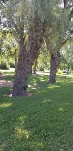 willow burl.jpg