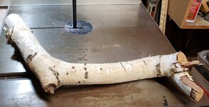 birch01.jpg