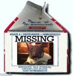 Missing Ratty.jpg