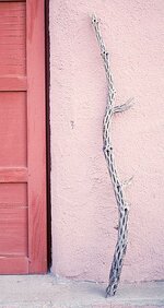320px-Cholla_cane1.jpg
