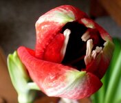 Flossie Louise 13.jpg