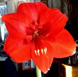 Flossie Louise 4.jpg