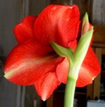 Flossie Louise 9.jpg