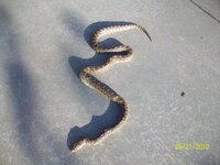 Bull snake.jpg