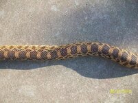 Bullsnake 4.jpg
