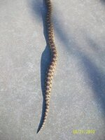 Bullsnake 5.jpg