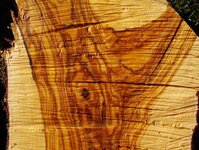 Radiata pine works at storage paddock 021.jpg