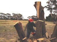 Olive trees from Russel 061a.jpg