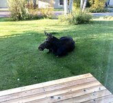 IMG_1188.jpg