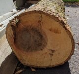 Hickory log 13inch2.jpg