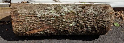 Hickory log 42inch.jpg