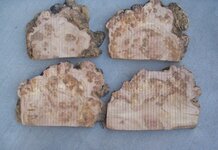 PinonBurl1.jpg