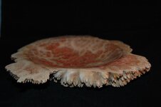 DSC_8274.jpg
