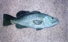 Fish1.jpg