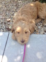 thumbnail_IMG_0877.jpg thumbnail_IMG_0877.jpg