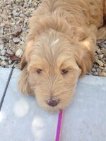 thumbnail_IMG_0878.jpg