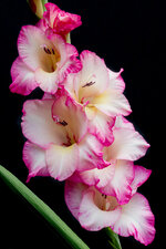 Gladiolus.jpg