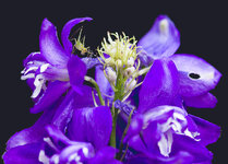 PurpleDelphinium.jpg
