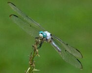 Dragonfly.jpg
