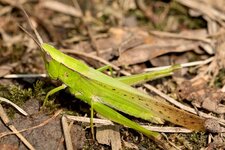 Grasshopper.jpg