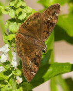 MothOnBasil.jpg