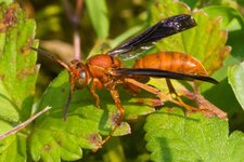 Wasp.jpg