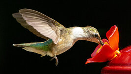 FemaleHummingbirdFeeding.jpg