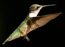 FemaleHummingbirdInFlight4.jpg