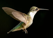 FemaleHummingbirdInFlight5.jpg