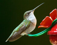 FemaleHummingbirdPerching.jpg