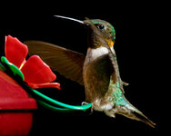 Hummingbird1.jpg