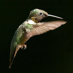 MaleHummingbirdInFlight1.jpg