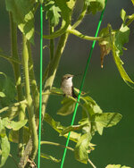 FemaleHummingbirdTomatoPlant.jpg