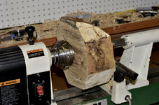 Spalted Maple 9b.png
