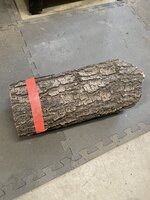 Oak 1.JPG