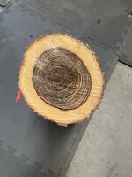 Oak 2.JPG