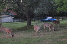 DSC_4679.JPG