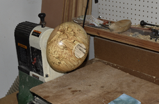 Spalted Maple 99c.png