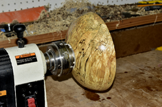Spalted 3a.png